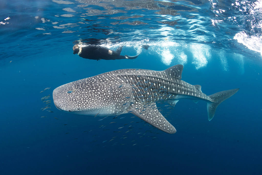 Ningaloo Nyinggulu #13