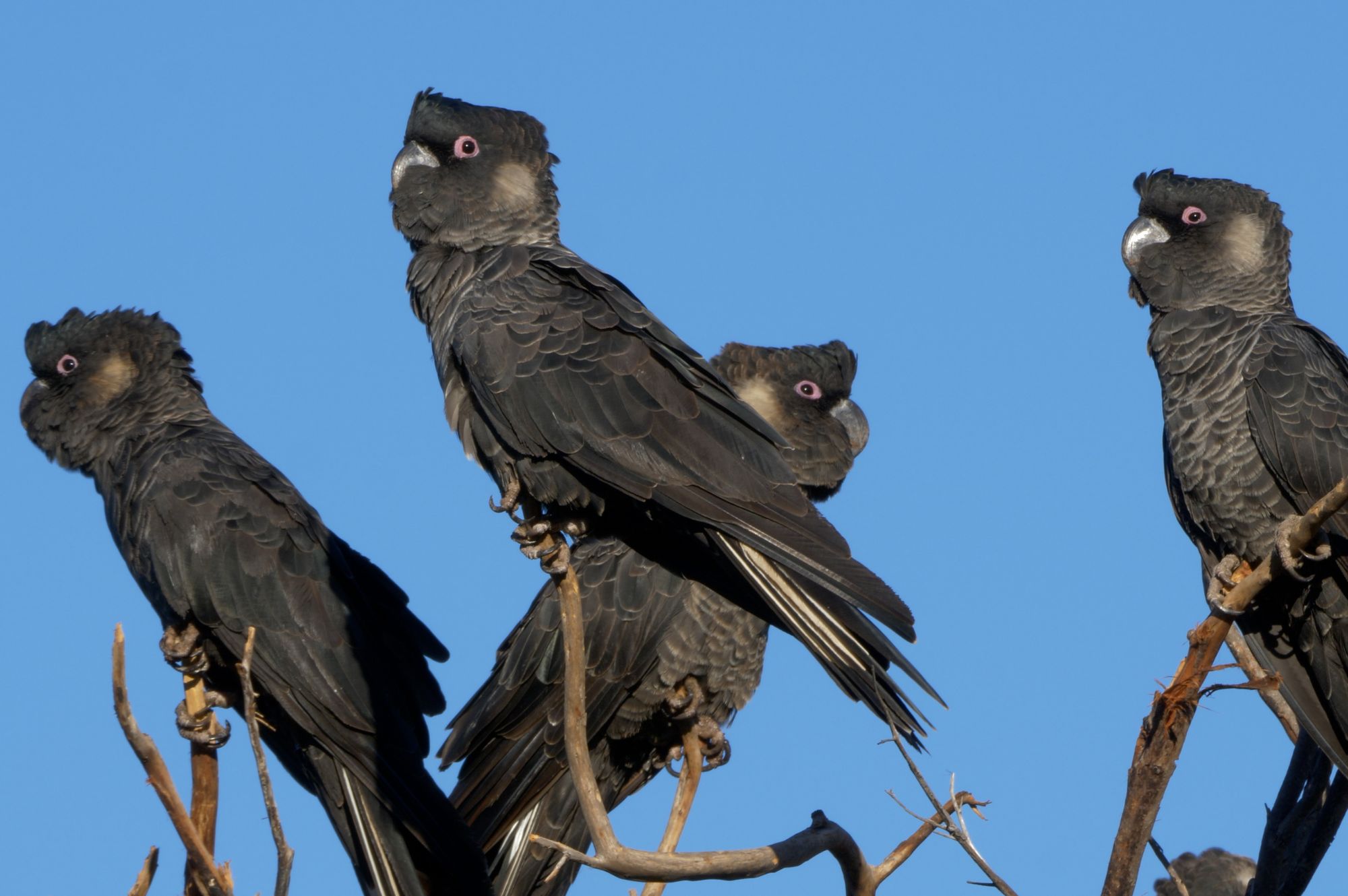 A group of Carnaby's male black cockatoos resting on branches in Gnangara. Photo by Jane Hammond. A group of Carnaby's male black cockatoos resting on branches in Gnangara. Photo by Jane Hammond.